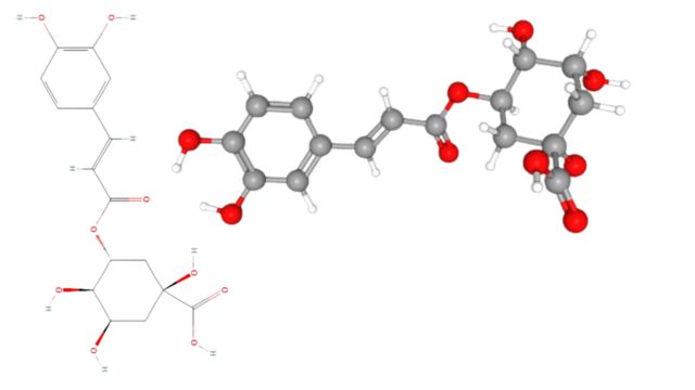 Молекула Хлорогеновой кислоты