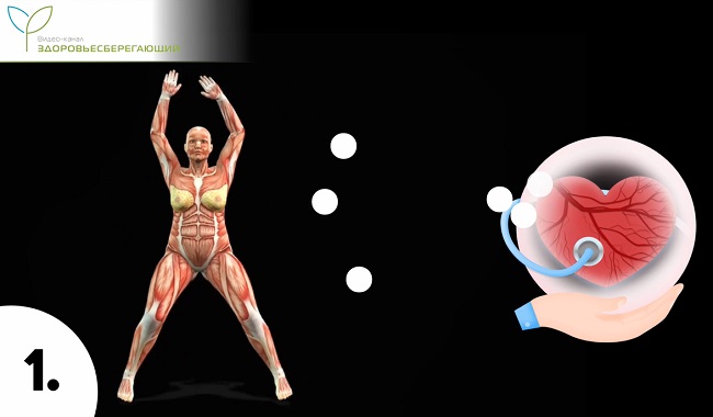 мышцы после сорока лет