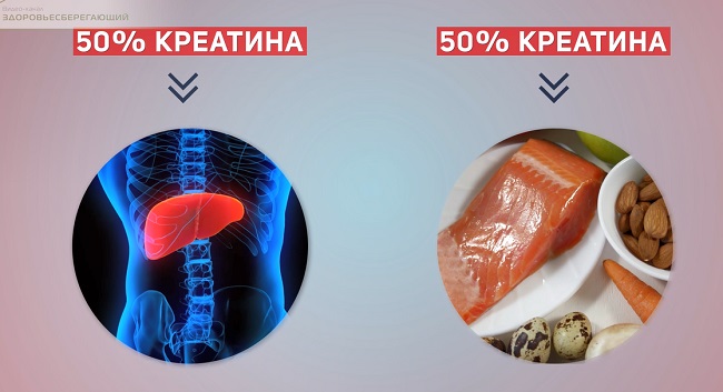 Источники креатина