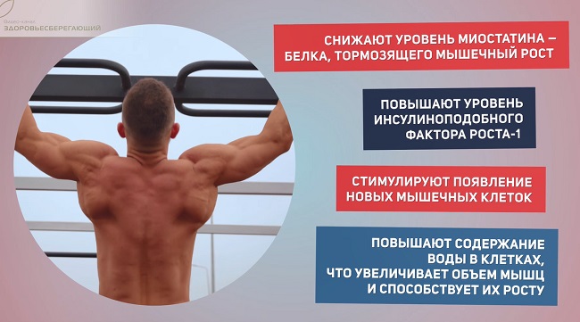 рост мышц