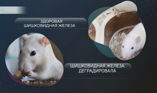 Оздоровление шишковидной железы