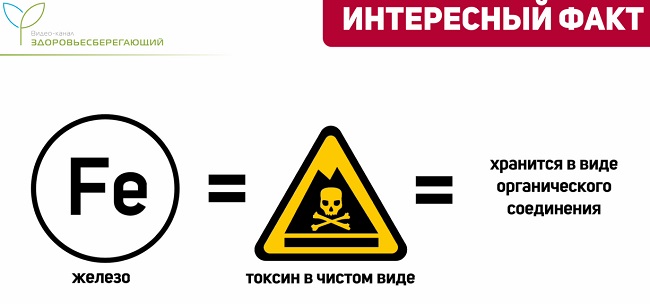 в чистом виде железо токсично