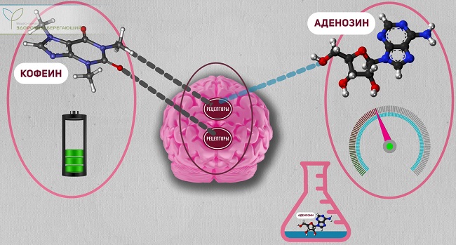 кофеин и сон