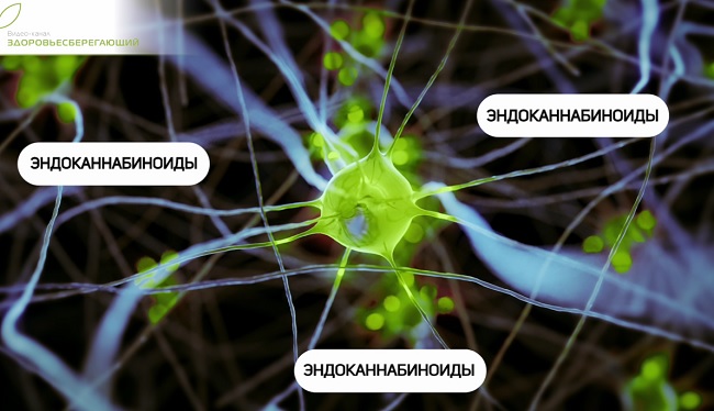 Эндоканнабиноиды
