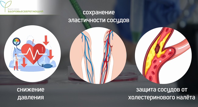 сердечно-сосудистая система