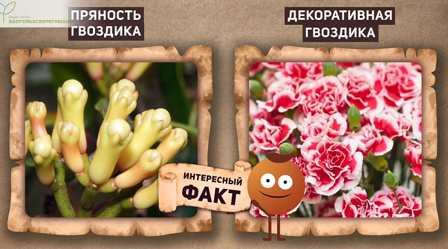 Гвоздичное дерево