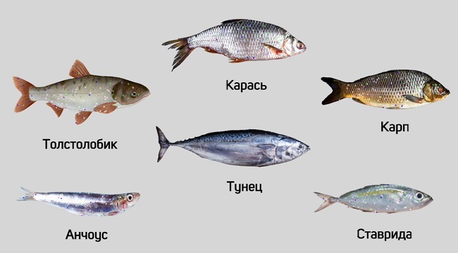 речная рыба и морская рыба