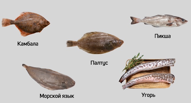 придонная рыба