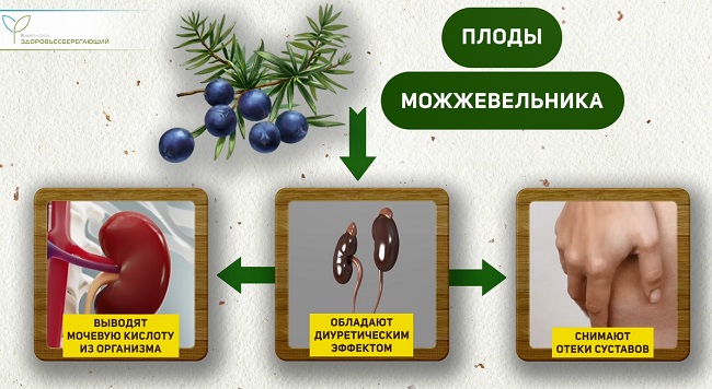 можжевельник