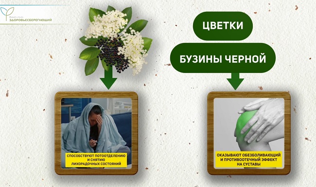 Бузина черная