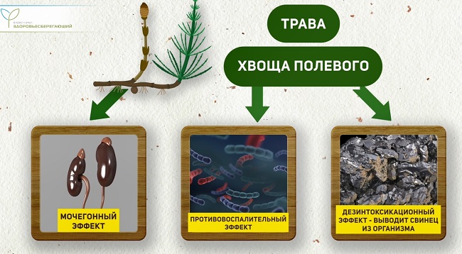 Хвощ полевой