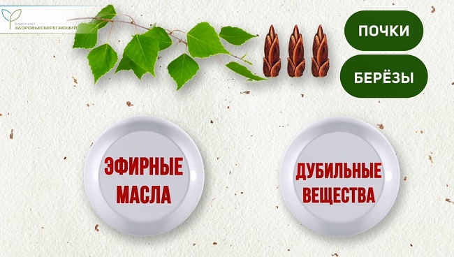 почки березы