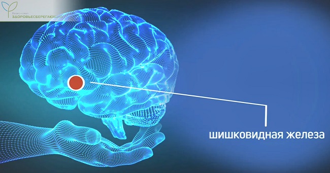Шишковидная железа
