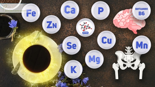 корень цикория