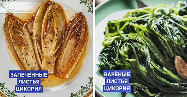 листья цикория