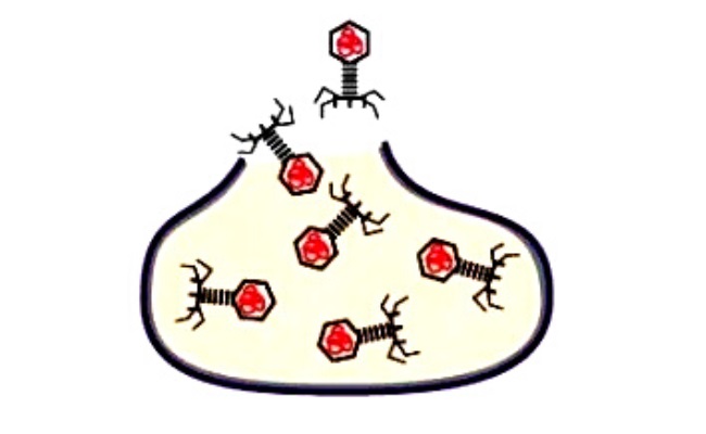 Эндолизины