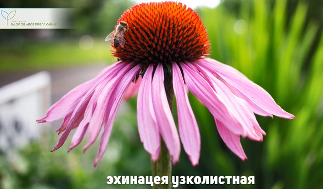 виды эхинацеи