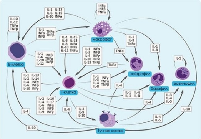 цитокины