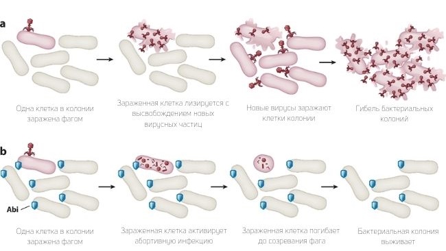 абортивная инфекция