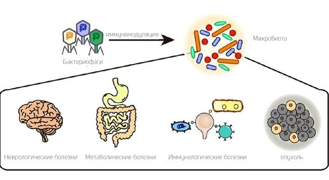 бактериофаги как иммуномодуляторы