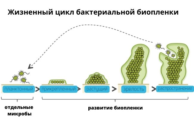 Защита бактерий от фагов