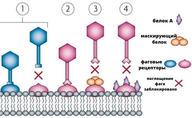 мутации фаговых рецепторов