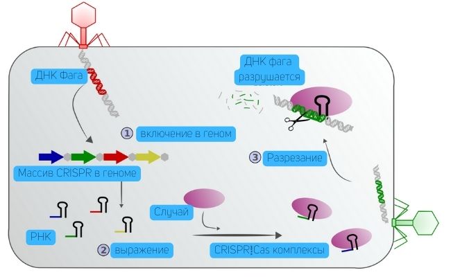 иммунная система бактерий