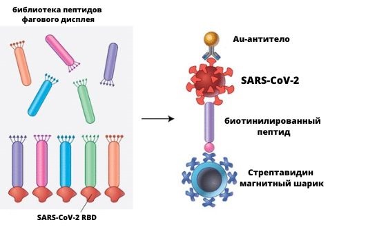 Фаговые дисплеи в деле