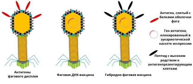 фаговые вакцины 