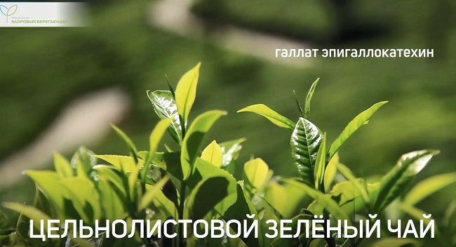 Зеленый чай