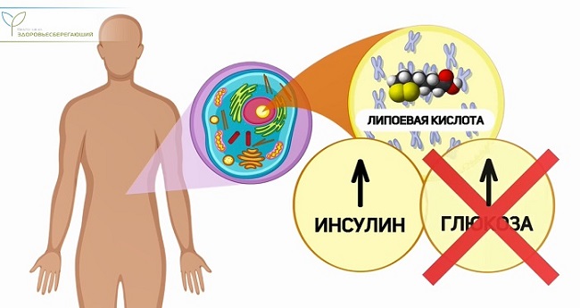 Липоевая кислота