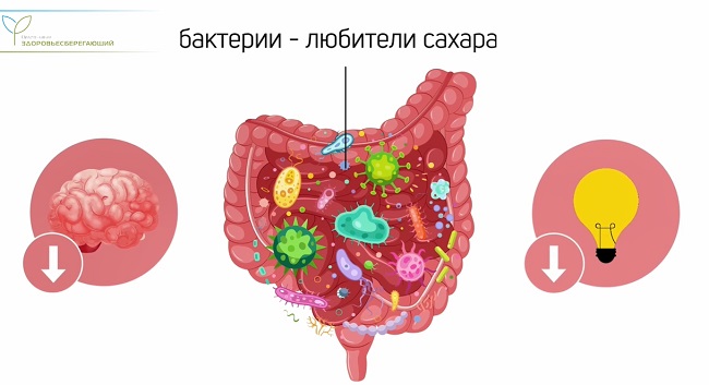 сахарные бактерии