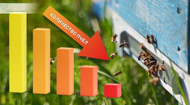 вымирание пчел