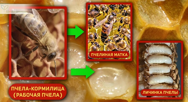 маточное молочко