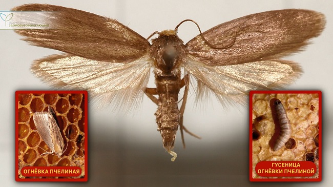 огневка пчелиная