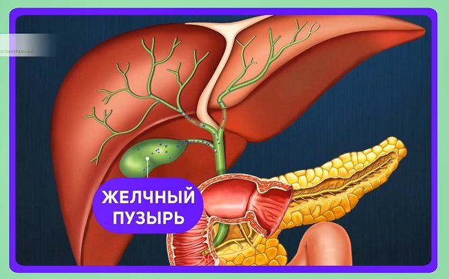 выработка желчи