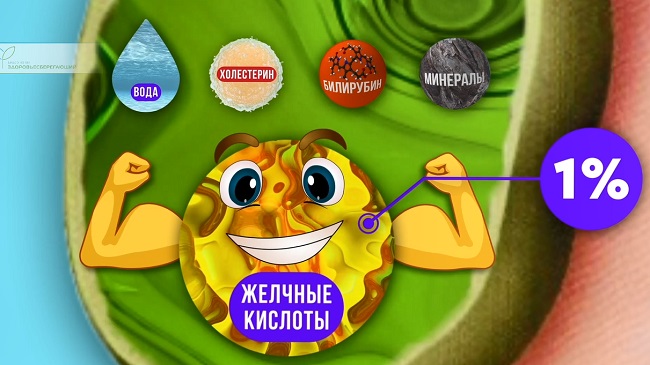 желчные кислоты