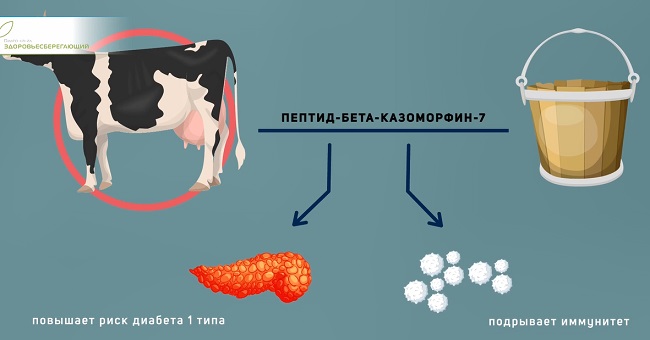 Коровье молоко А1 и А2
