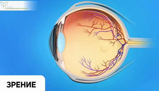 Зрение