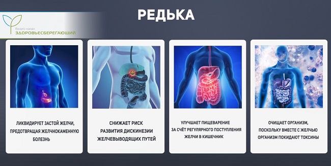 как помогает редька