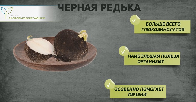 черная редька