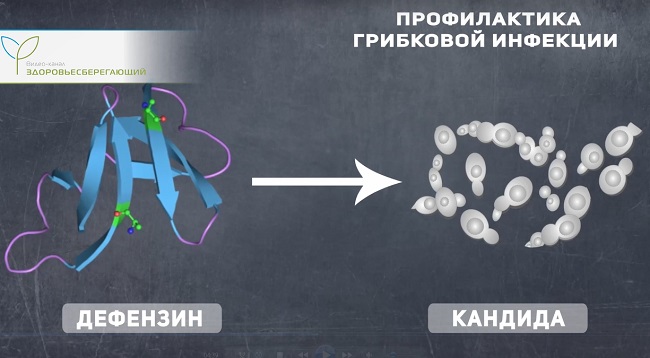противогрибковое действие