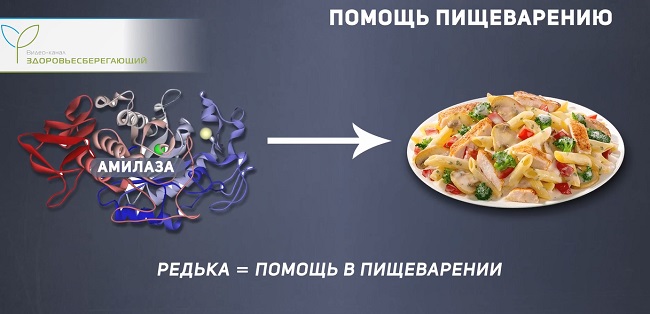 пищеварение