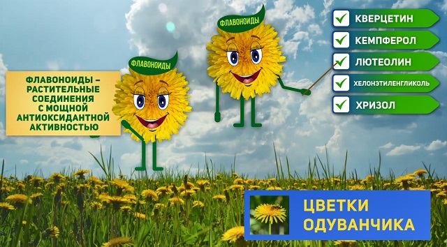 цветки одуванчика