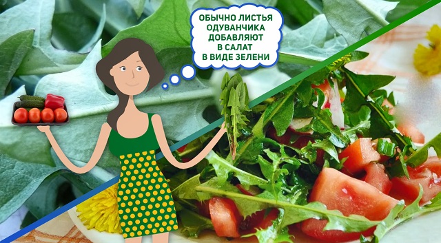 листья одуванчиков