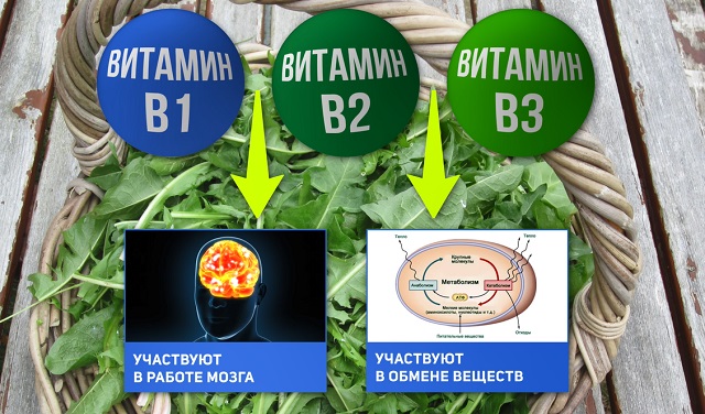 польза листьев одуванчика