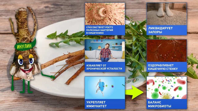 корни одуванчика