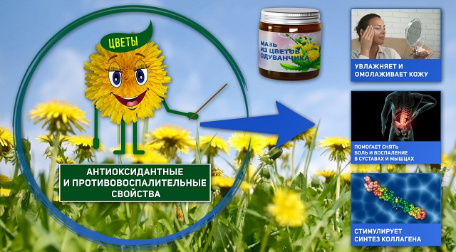 мазь из одуванчиков