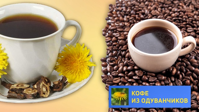кофе из корней одуванчика