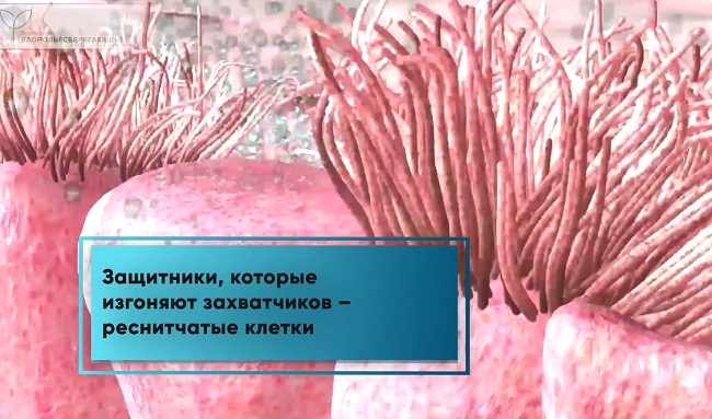 реснитчатый эпителий